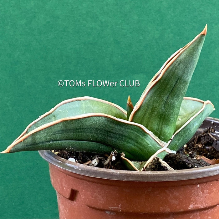 Sansevieria Ehrenbergii Samurai Dwarf, organically grown succulent snake plants for sale at TOMs FLOWer CLUB.