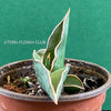 Sansevieria Ehrenbergii Samurai Dwarf, organically grown succulent snake plants for sale at TOMs FLOWer CLUB.