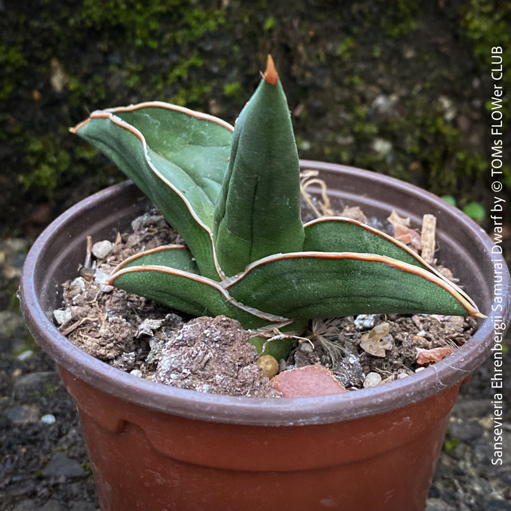 sansevieria herminia Sansevieria Ehrenbergii Samurai Dwarf | organically grown succulent plants