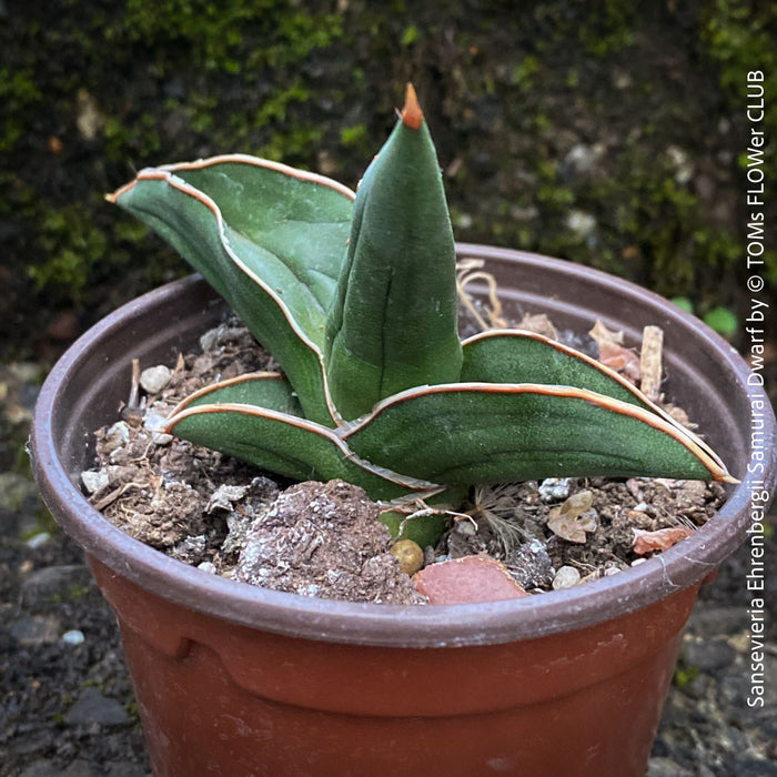 Sansevieria Ehrenbergii Samurai Dwarf, organically grown succulent snake plants for sale at TOMs FLOWer CLUB.