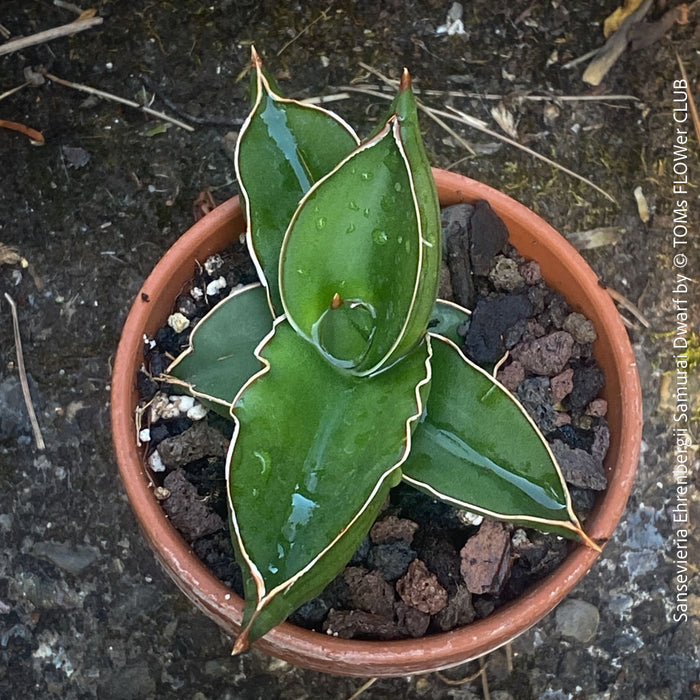 sansevieria ehrenbergii for sale Sansevieria ehrenbergii 2in Samurai