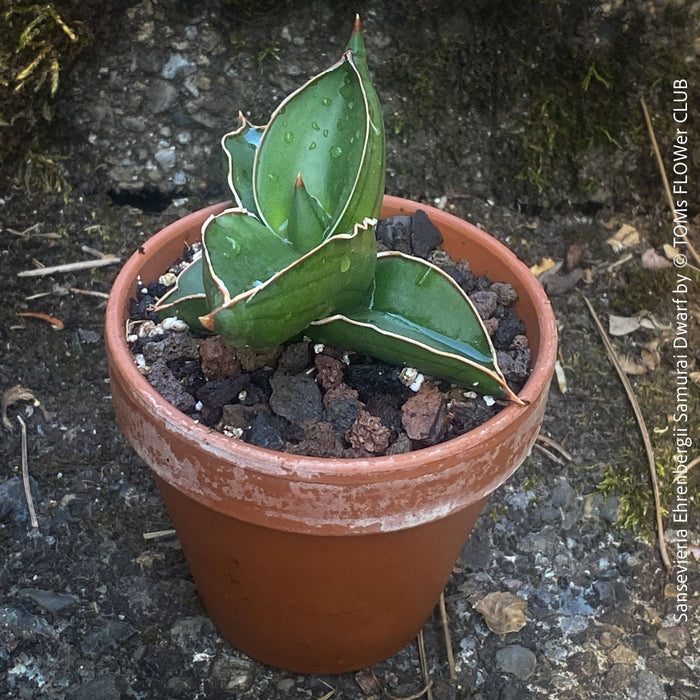 samurai succulent Sansevieria ehrenbergii 2in Samurai