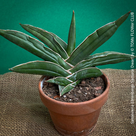 Sansevieria Ehrenbergii Samurai Dwarf, organically grown succulent snake plants for sale at TOMs FLOWer CLUB.