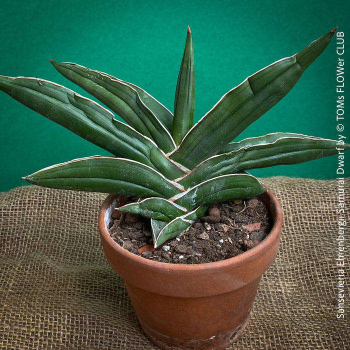 sansevieria ehrenbergii varieties Sansevieria ehrenbergii 2in Samurai