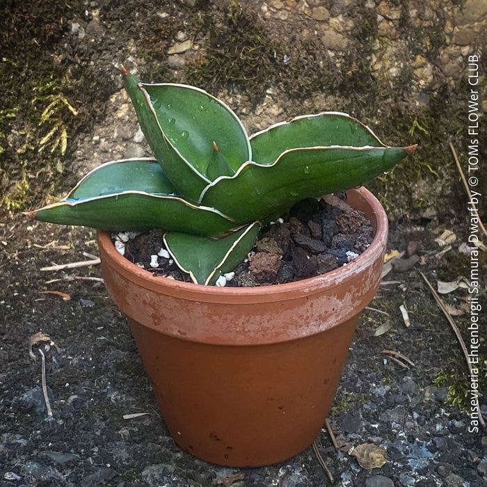sansevieria sambiranensis Sansevieria ehrenbergii 2in Samurai