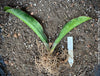 Sansevieria Elliptica, organically grown succulent plants for sale at TOMs FLOWer CLUB.