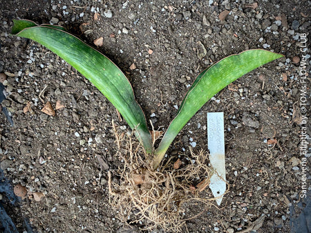 Sansevieria Elliptica, organically grown succulent plants for sale at TOMs FLOWer CLUB.