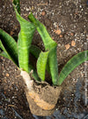 Sansevieria Elliptica, organically grown succulent plants for sale at TOMs FLOWer CLUB.