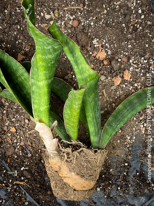 Sansevieria Elliptica, organically grown succulent plants for sale at TOMs FLOWer CLUB.