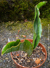 Sansevieria Elliptica, organically grown succulent plants for sale at TOMs FLOWer CLUB.