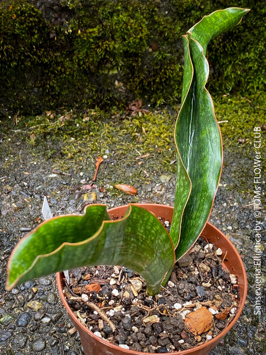 Sansevieria Elliptica, organically grown succulent plants for sale at TOMs FLOWer CLUB.