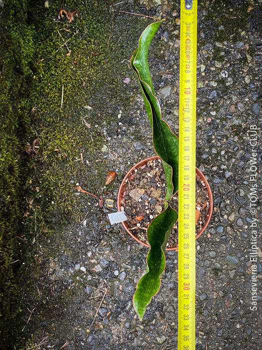 Sansevieria Elliptica, organically grown succulent plants for sale at TOMs FLOWer CLUB.