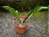 Sansevieria Elliptica, organically grown succulent plants for sale at TOMs FLOWer CLUB.