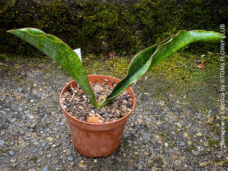 Sansevieria Elliptica, organically grown succulent plants for sale at TOMs FLOWer CLUB.