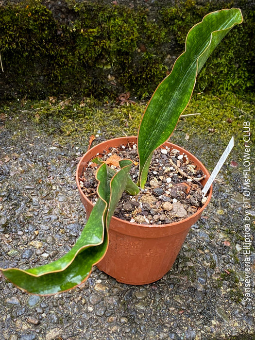 Sansevieria Elliptica, organically grown succulent plants for sale at TOMs FLOWer CLUB.