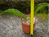 Sansevieria Elliptica, organically grown succulent plants for sale at TOMs FLOWer CLUB.