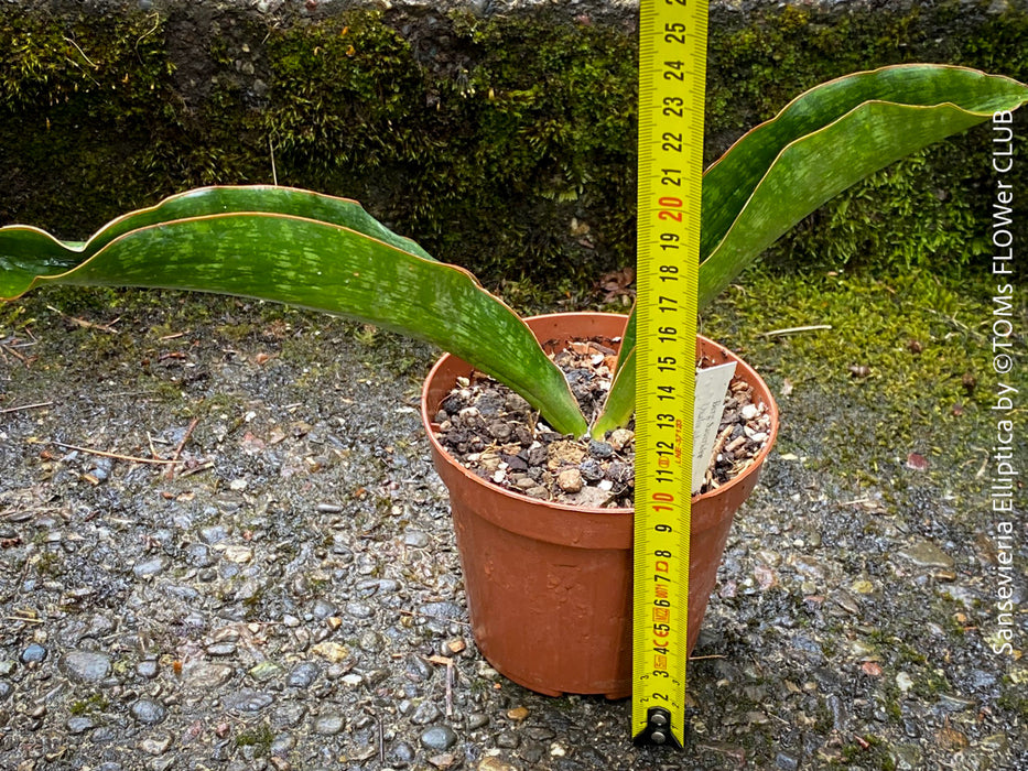 Sansevieria Elliptica, organically grown succulent plants for sale at TOMs FLOWer CLUB.