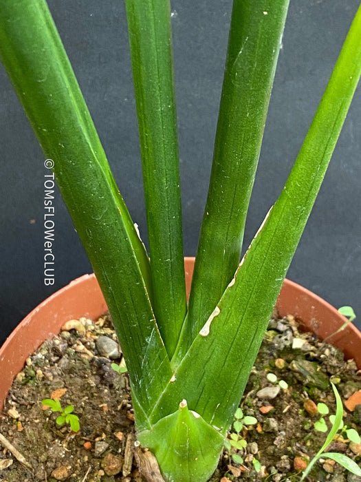 Sansevieria Erythraeae, snake plant, Schwiegermutterzunge, organically grown succulent plants for sale at TOMs FLOWer CLUB.