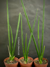 Sansevieria Erythraeae, snake plant, Schwiegermutterzunge, organically grown succulent plants for sale at TOMs FLOWer CLUB.