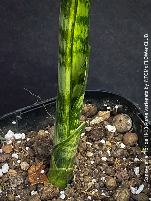 sansevieria florida Sansevieria Florida H-13 Aurea Variegata