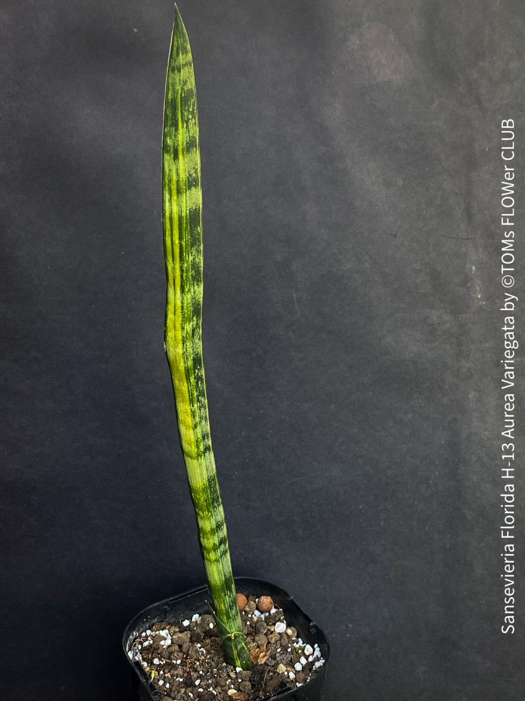 Sansevieria Florida H-13 Aurea Variegata | organically grown succulent  plants