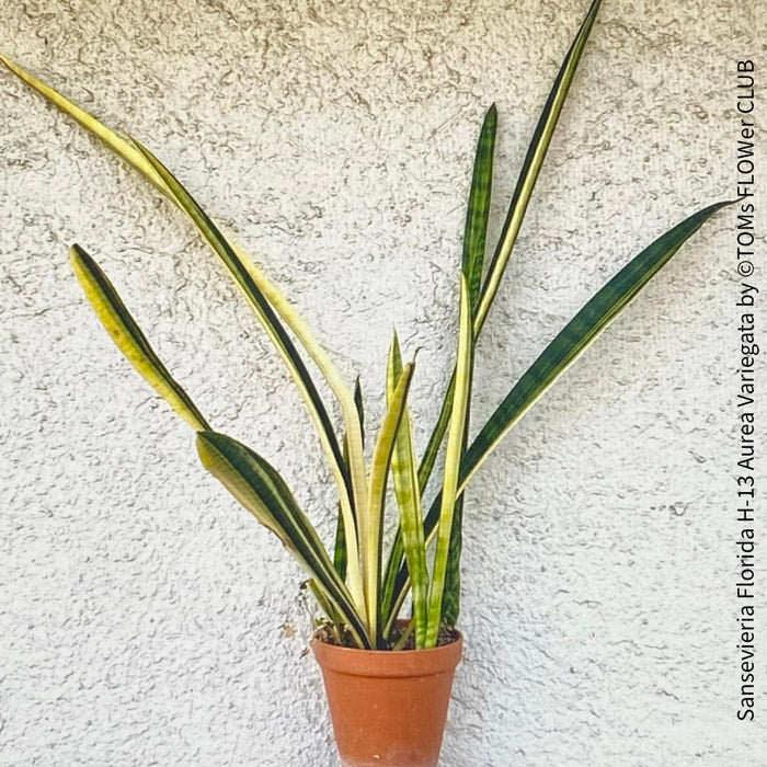 sansevieria florida Sansevieria Florida H-13 Aurea Variegata