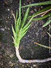 Sansevieria francisii, plant cutting, organically grown succulent plants for sale at TOMs FLOWer CLUB.