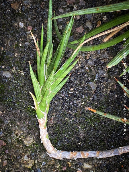 Sansevieria francisii, plant cutting, organically grown succulent plants for sale at TOMs FLOWer CLUB.