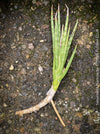Sansevieria francisii, plant cutting, organically grown succulent plants for sale at TOMs FLOWer CLUB.