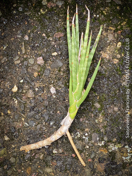 Sansevieria francisii, plant cutting, organically grown succulent plants for sale at TOMs FLOWer CLUB.