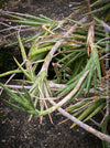 Sansevieria francisii, plant cutting, organically grown succulent plants for sale at TOMs FLOWer CLUB.