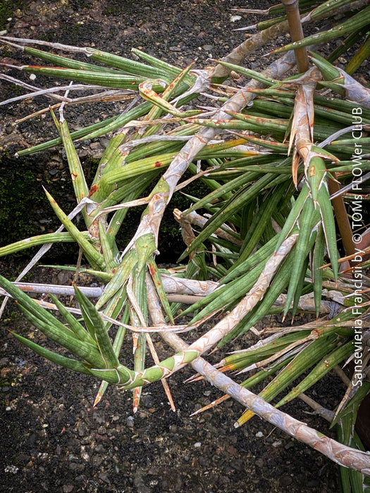 Sansevieria francisii, plant cutting, organically grown succulent plants for sale at TOMs FLOWer CLUB.