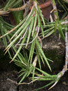 Sansevieria francisii, plant cutting, organically grown succulent plants for sale at TOMs FLOWer CLUB.