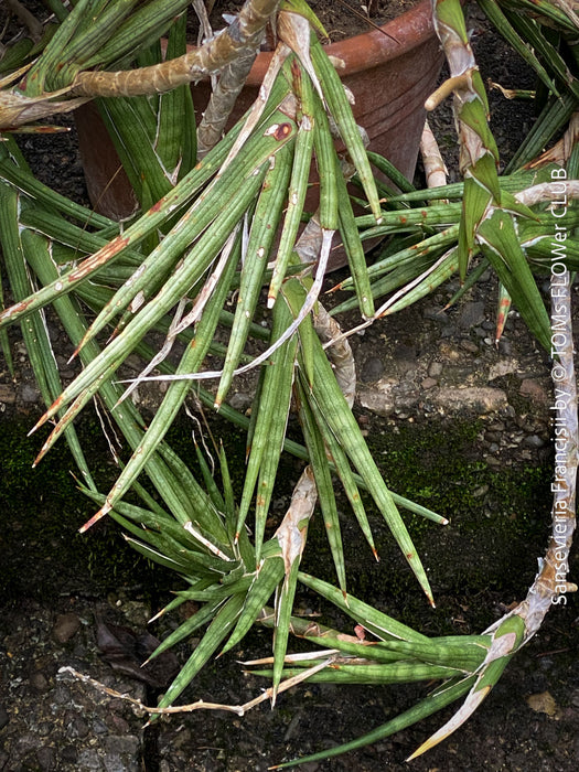 Sansevieria francisii, plant cutting, organically grown succulent plants for sale at TOMs FLOWer CLUB.