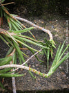 Sansevieria francisii, plant cutting, organically grown succulent plants for sale at TOMs FLOWer CLUB.