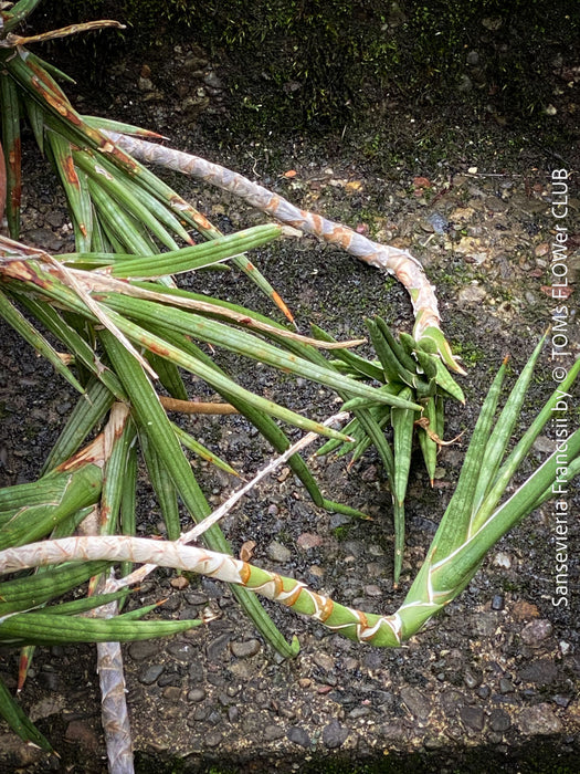 Sansevieria francisii, plant cutting, organically grown succulent plants for sale at TOMs FLOWer CLUB.