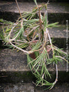 Sansevieria francisii, plant cutting, organically grown succulent plants for sale at TOMs FLOWer CLUB.