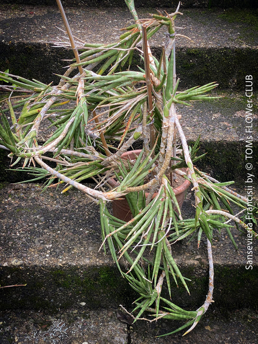 Sansevieria francisii, plant cutting, organically grown succulent plants for sale at TOMs FLOWer CLUB.