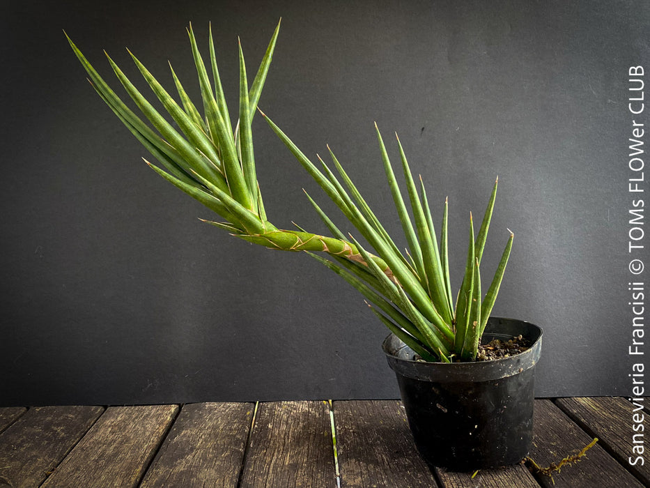 Sansevieria Francisii, snake plant, Bogenhanf, Schiegermutterzunge, svokryne jazyky, organically grown succulent plants for sale at TOMs FLOWer CLUB.