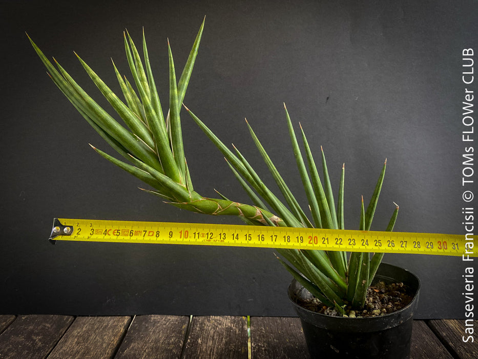 Sansevieria Francisii, snake plant, Bogenhanf, Schiegermutterzunge, svokryne jazyky, organically grown succulent plants for sale at TOMs FLOWer CLUB.