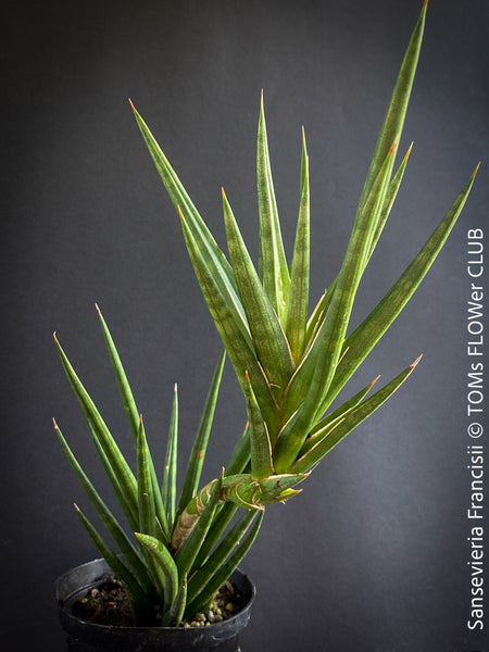 Sansevieria Francisii, snake plant, Bogenhanf, Schiegermutterzunge, svokryne jazyky, organically grown succulent plants for sale at TOMs FLOWer CLUB.