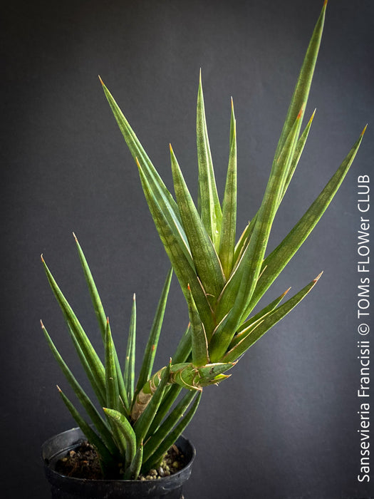 Sansevieria Francisii, snake plant, Bogenhanf, Schiegermutterzunge, svokryne jazyky, organically grown succulent plants for sale at TOMs FLOWer CLUB.