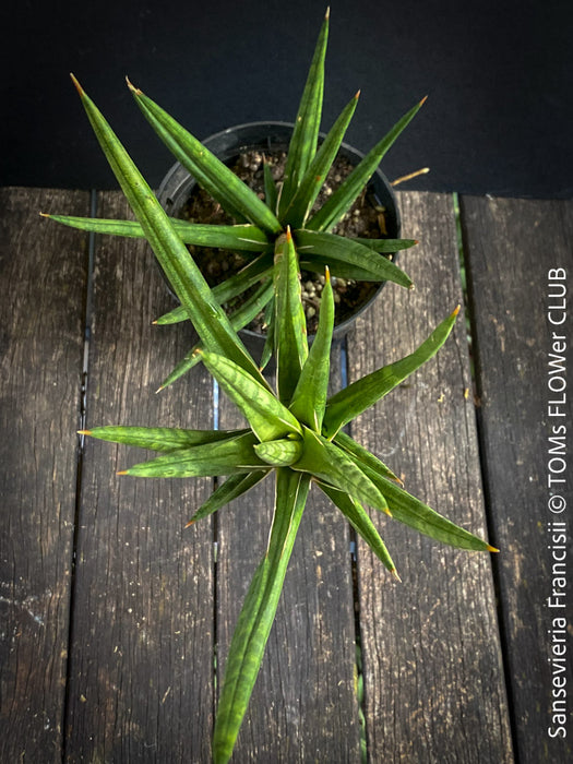 Sansevieria Francisii, snake plant, Bogenhanf, Schiegermutterzunge, svokryne jazyky, organically grown succulent plants for sale at TOMs FLOWer CLUB.