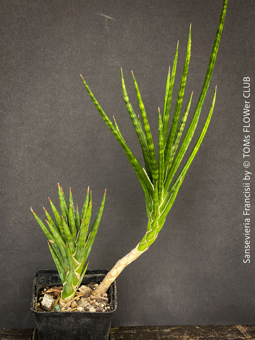 Sansevieria francisii, snake plant, Schwiegermutterzunge, organically grown succulent plants for sale at TOMs FLOWer CLUB.