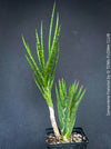 Sansevieria francisii, snake plant, Schwiegermutterzunge, organically grown succulent plants for sale at TOMs FLOWer CLUB.