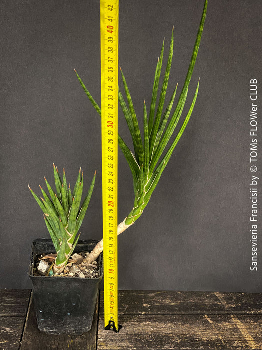 serpentine francissi snake plant Sansevieria Francisii