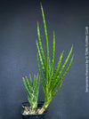 Sansevieria francisii, snake plant, Schwiegermutterzunge, organically grown succulent plants for sale at TOMs FLOWer CLUB.