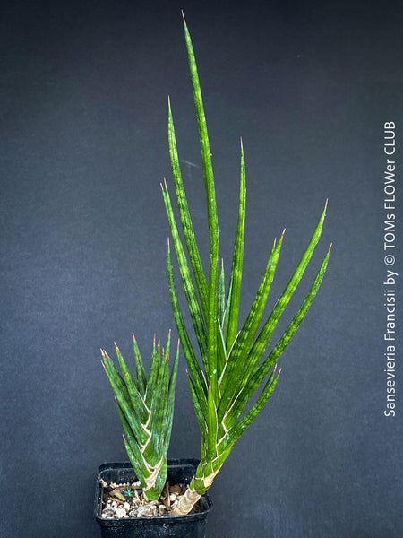 Sansevieria francisii, snake plant, Schwiegermutterzunge, organically grown succulent plants for sale at TOMs FLOWer CLUB.