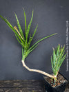 Sansevieria francisii, snake plant, Schwiegermutterzunge, organically grown succulent plants for sale at TOMs FLOWer CLUB.