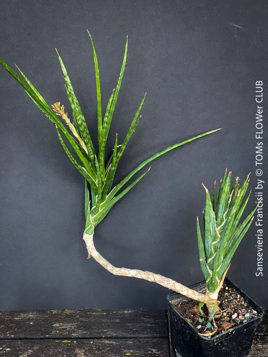 Sansevieria francisii, snake plant, Schwiegermutterzunge, organically grown succulent plants for sale at TOMs FLOWer CLUB.